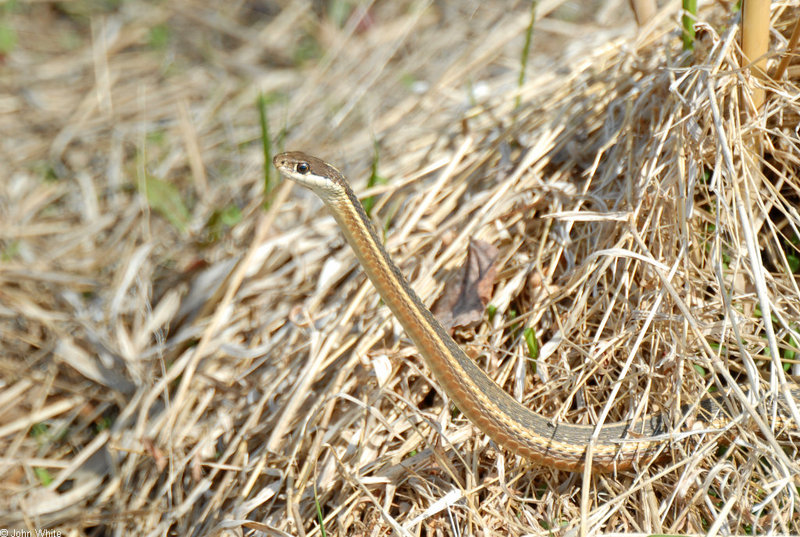 Eastern Ribbon Snake (Thamnophis sauritus sauritus) 307; DISPLAY FULL IMAGE.