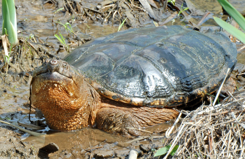 Eastern Snapping Turtle (Chelydra serpentina) 302; DISPLAY FULL IMAGE.