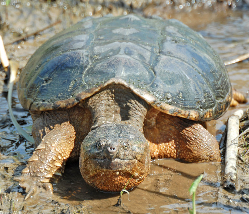 Eastern Snapping Turtle (Chelydra serpentina) 303; DISPLAY FULL IMAGE.