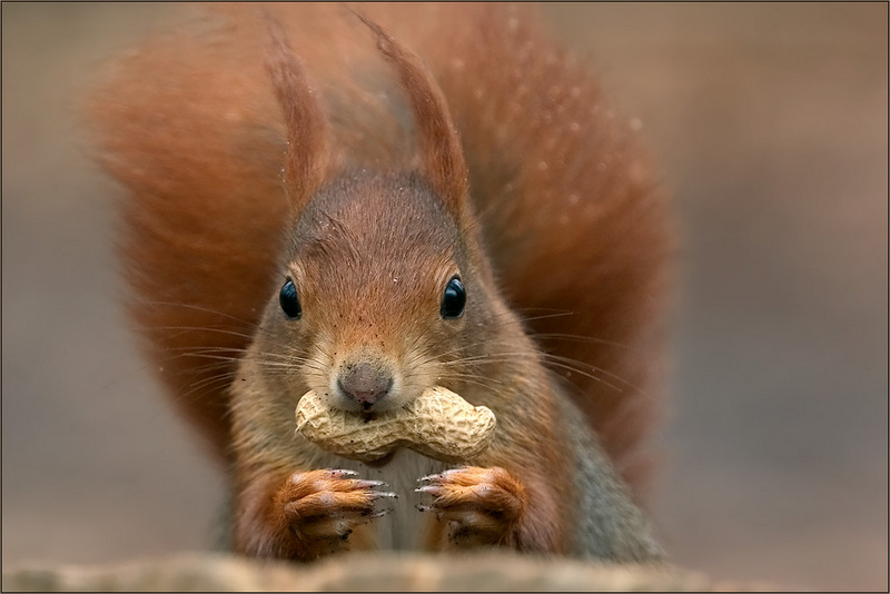 Nut eater; DISPLAY FULL IMAGE.