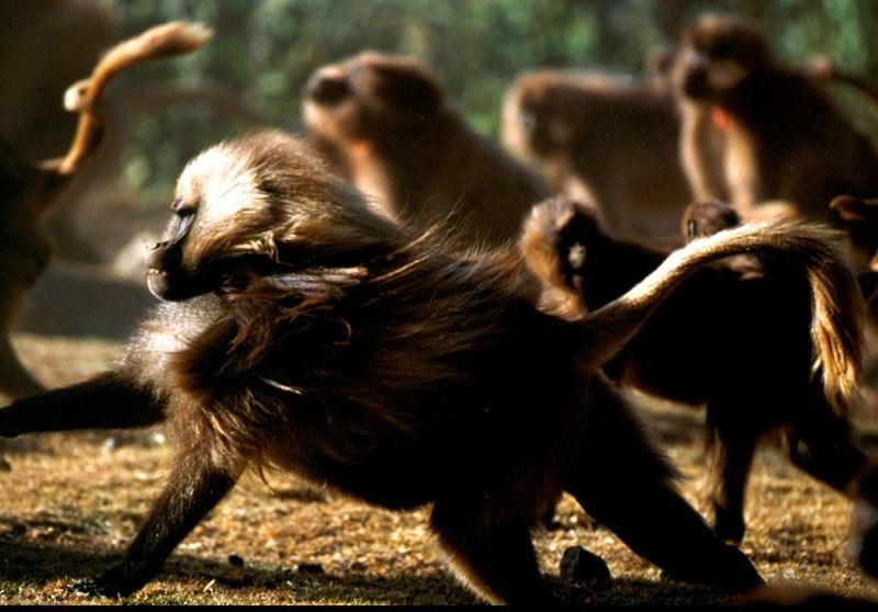 Gelada Baboons; Image ONLY