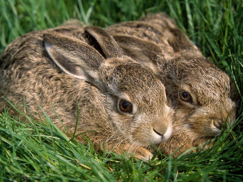 A Pair of Hares; DISPLAY FULL IMAGE.