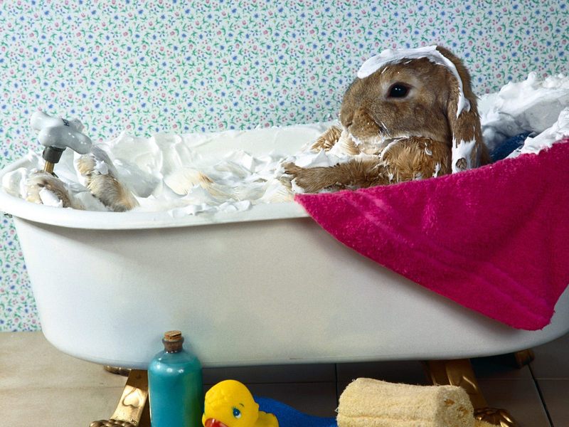 Bunny Bubble Bath; DISPLAY FULL IMAGE.