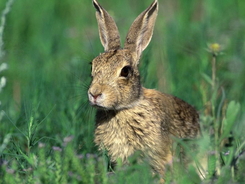 Cottontail Rabbit; DISPLAY FULL IMAGE.