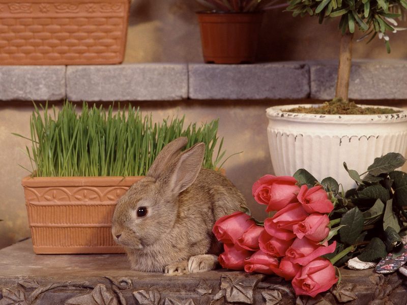 Garden Hare; DISPLAY FULL IMAGE.