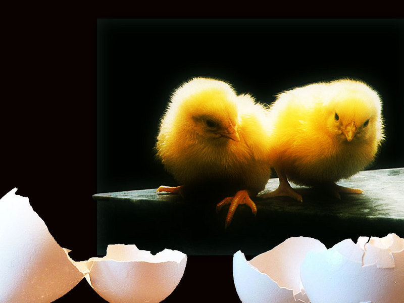Yellow Chickens; DISPLAY FULL IMAGE.