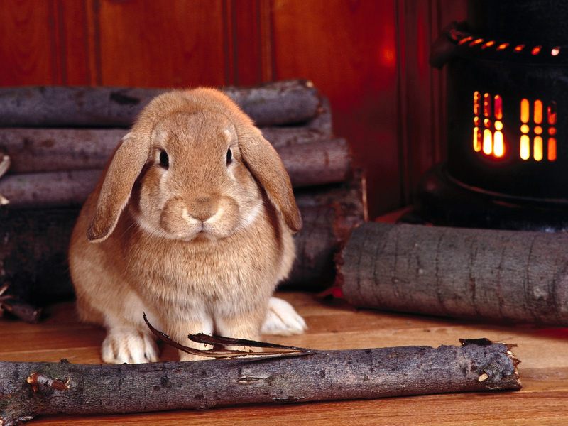 Winter Hare; DISPLAY FULL IMAGE.