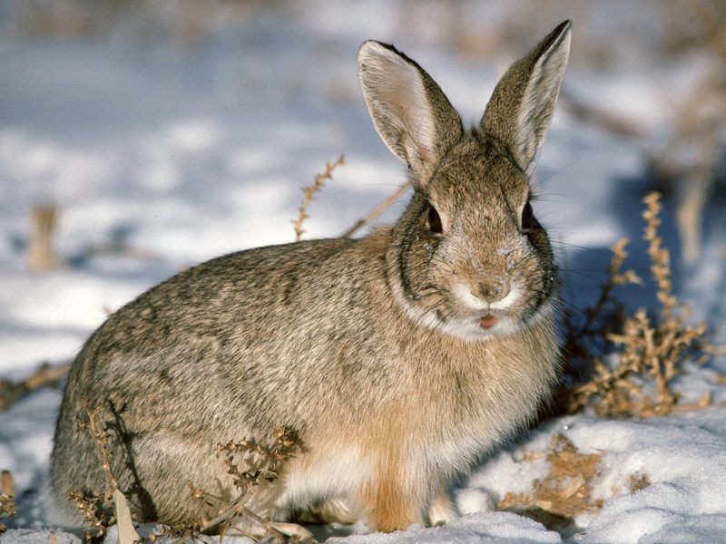 Young Cottontail; DISPLAY FULL IMAGE.