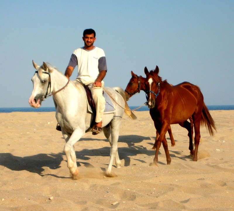 Arabian Horses, Sultanate of Oman; DISPLAY FULL IMAGE.