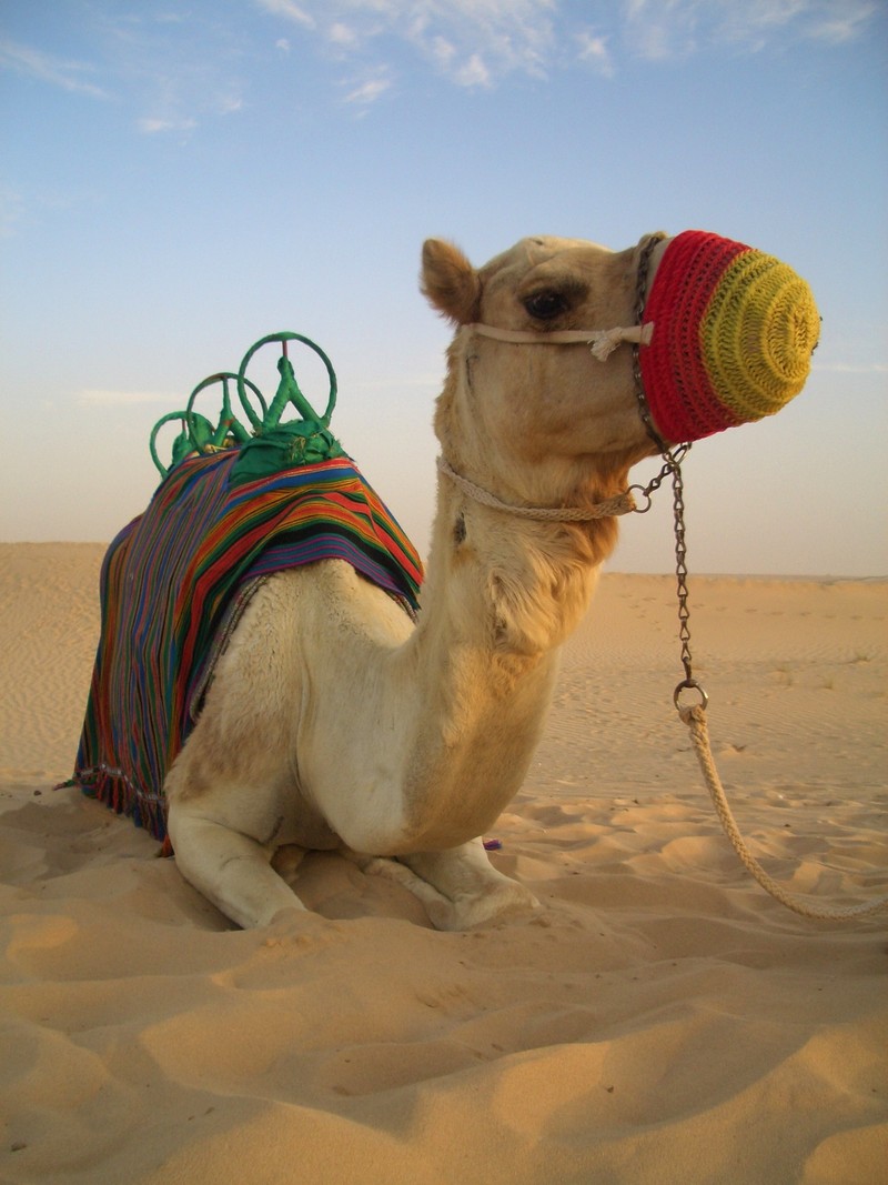 Camel, United Arab Emirates; DISPLAY FULL IMAGE.
