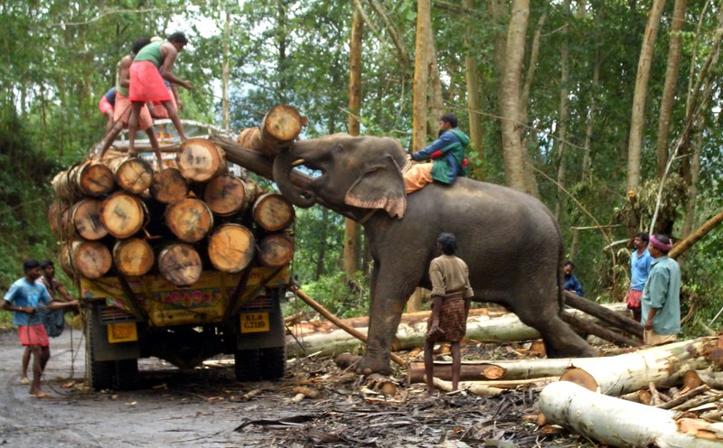 Indian Elephant 2, Munnar, Kerala, India; DISPLAY FULL IMAGE.