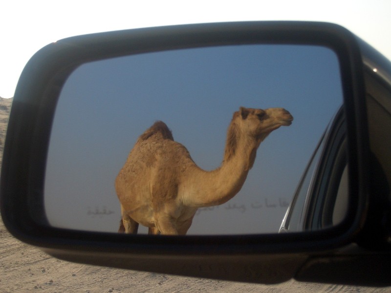 Camel 2, United Arab Emirates; DISPLAY FULL IMAGE.