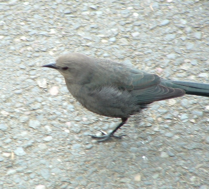 Brewer's Blackbird - female; DISPLAY FULL IMAGE.
