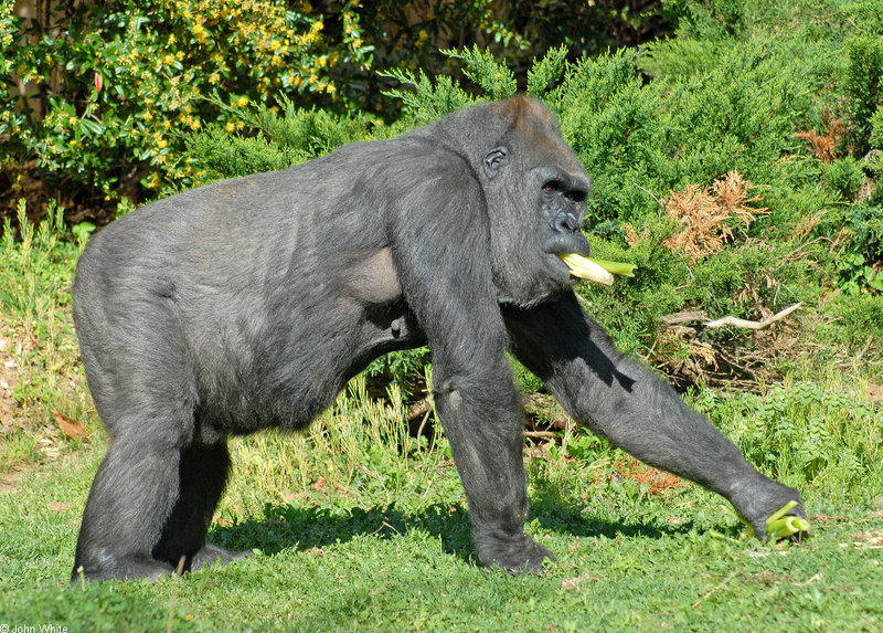 Monkey Business - Western Lowland Gorilla (Gorilla gorilla gorilla) 460; DISPLAY FULL IMAGE.