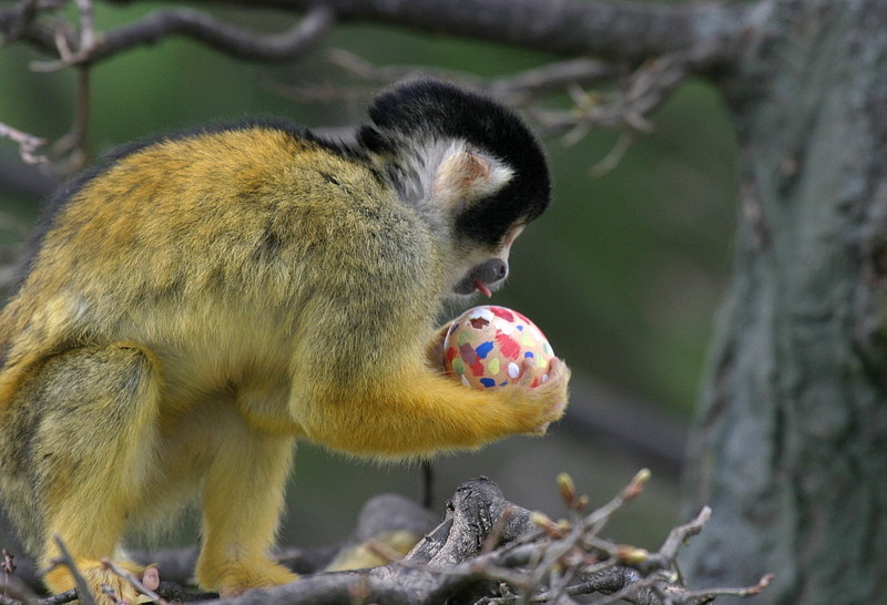 Easter Squirrel Monkey; DISPLAY FULL IMAGE.