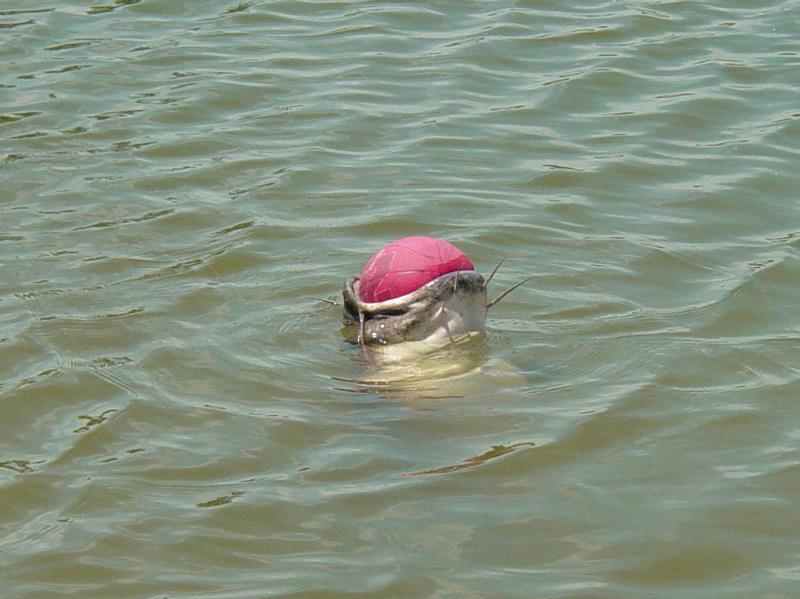 Ball Catfish; DISPLAY FULL IMAGE.
