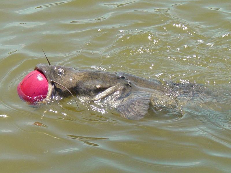 Ball Catfish; DISPLAY FULL IMAGE.