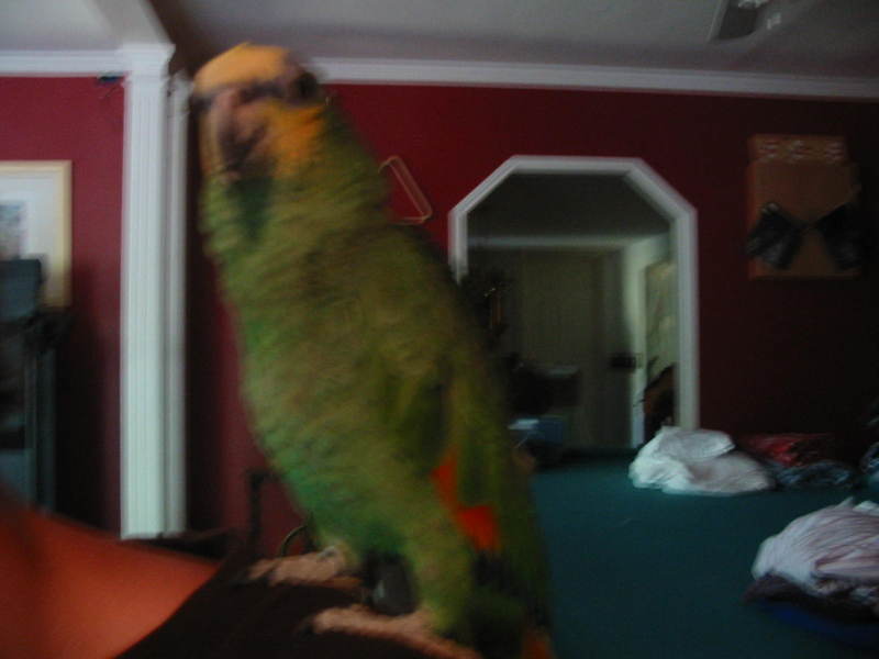 This is my bird sam; DISPLAY FULL IMAGE.