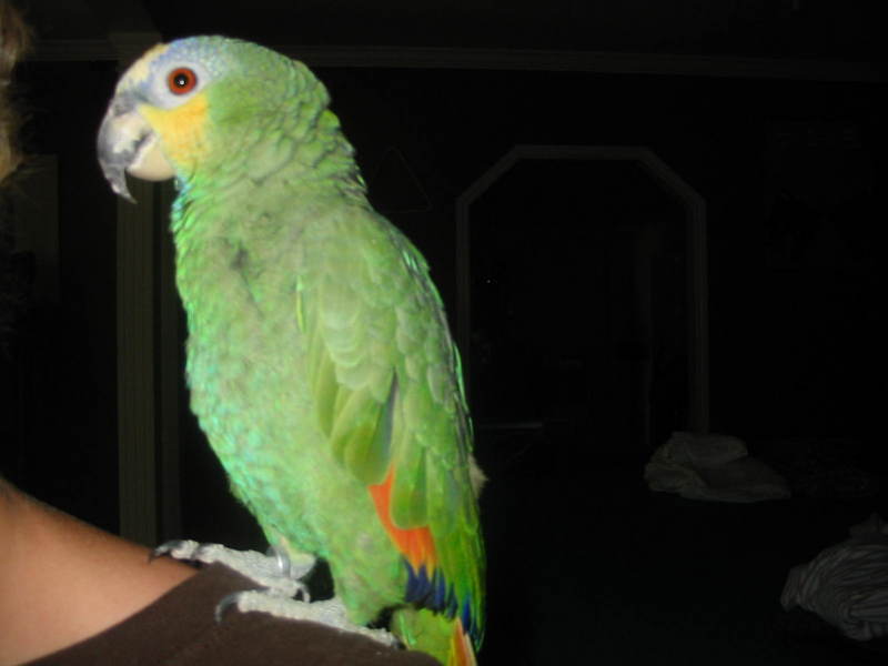 This is my bird sam; DISPLAY FULL IMAGE.