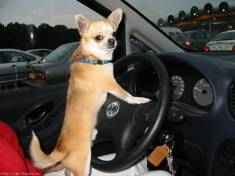 Dog Driver; DISPLAY FULL IMAGE.