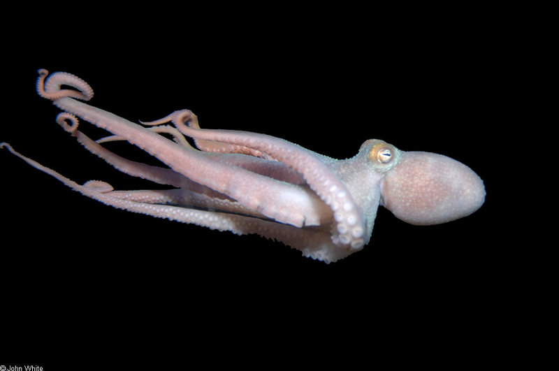 Caribbean Octopus (Octopus sp) 001; DISPLAY FULL IMAGE.