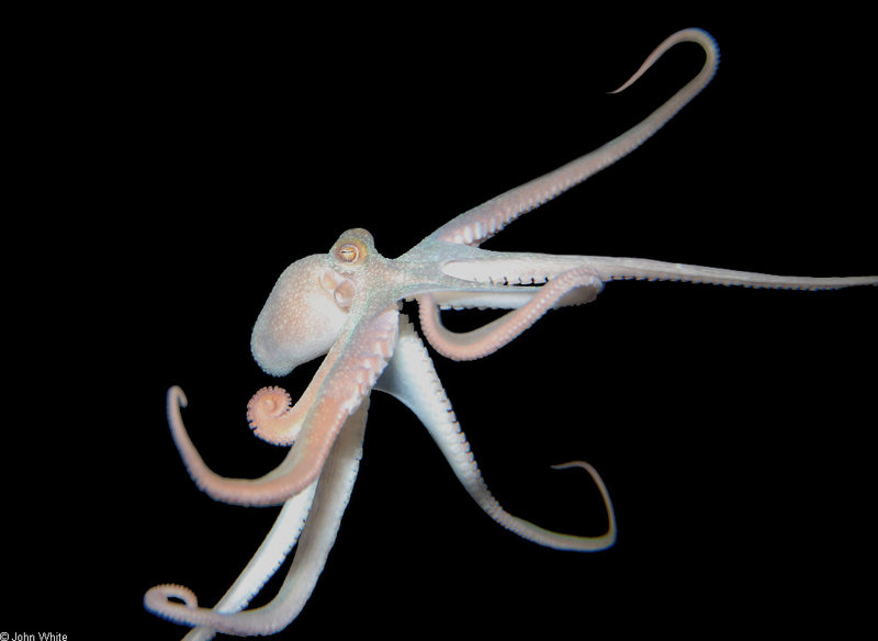 Caribbean Octopus (Octopus sp) 002; DISPLAY FULL IMAGE.
