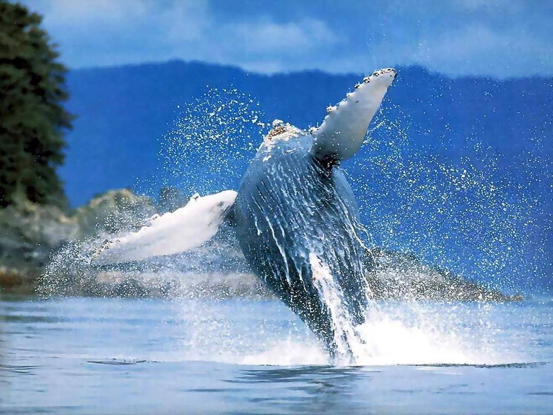 Breaching Whale; DISPLAY FULL IMAGE.