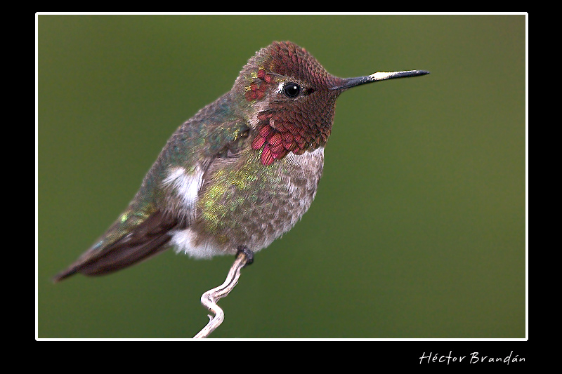 Hummingbird resting, Hector Brandan; DISPLAY FULL IMAGE.