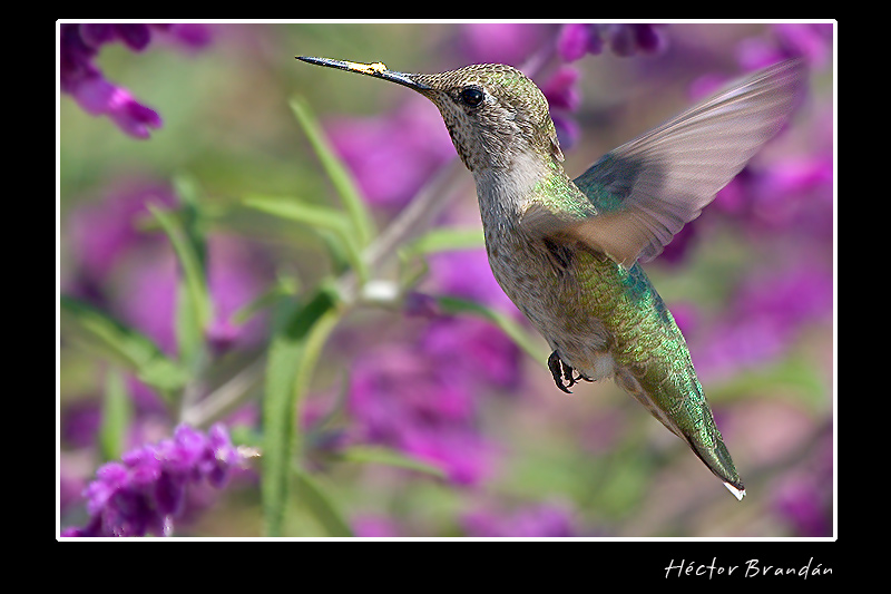 Hummingbird With flower, Selasphorus hummers, Hector Brandan; DISPLAY FULL IMAGE.