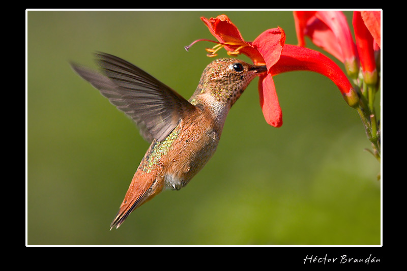 Rufous Hummingbird, Selasphorus hummers, Hector Brandan; DISPLAY FULL IMAGE.