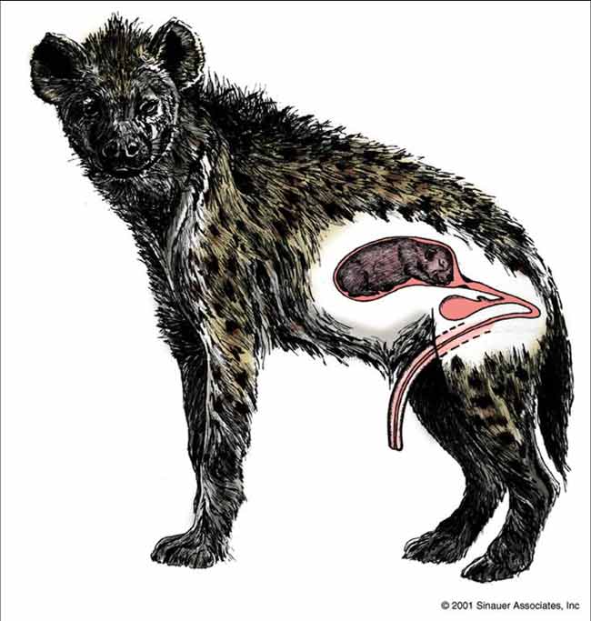 painful realities hyena painful realities hyena