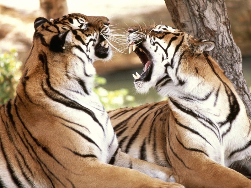[Daily Photos, March 2006] Bengal Tigers; DISPLAY FULL IMAGE.