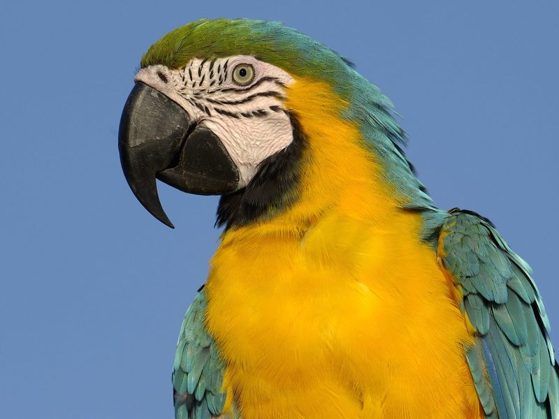 Blue and Yellow Macaw, South America; DISPLAY FULL IMAGE.
