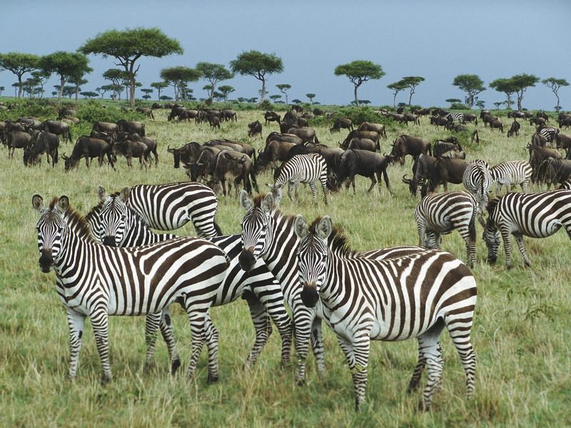 Burchell's Zebra and Blue Wildebeest, Kenya, Africa; DISPLAY FULL IMAGE.