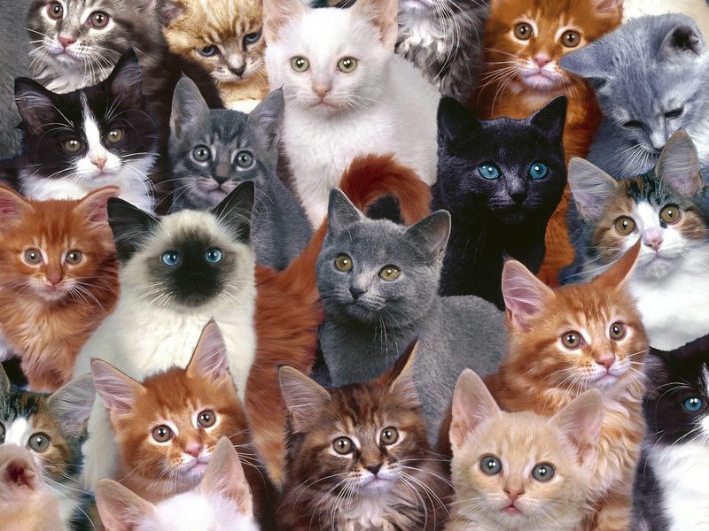 Collection of Kittens; DISPLAY FULL IMAGE.