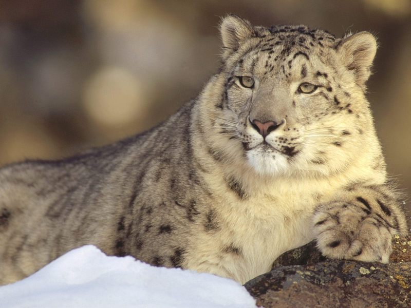 Deep Thoughts, Snow Leopard; DISPLAY FULL IMAGE.