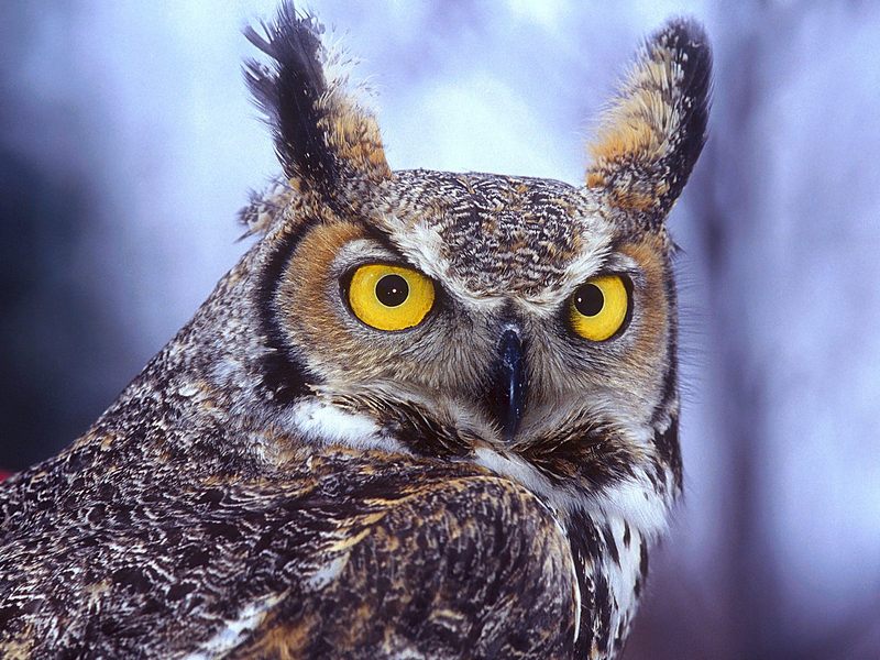 Eagle Owl; DISPLAY FULL IMAGE.