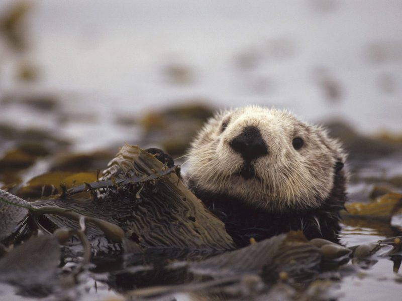 Floating Amongst the Kelp, Sea Otter; DISPLAY FULL IMAGE.