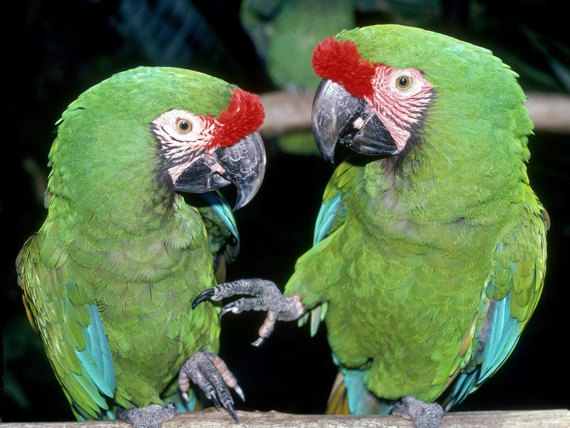 Green Macaws; DISPLAY FULL IMAGE.