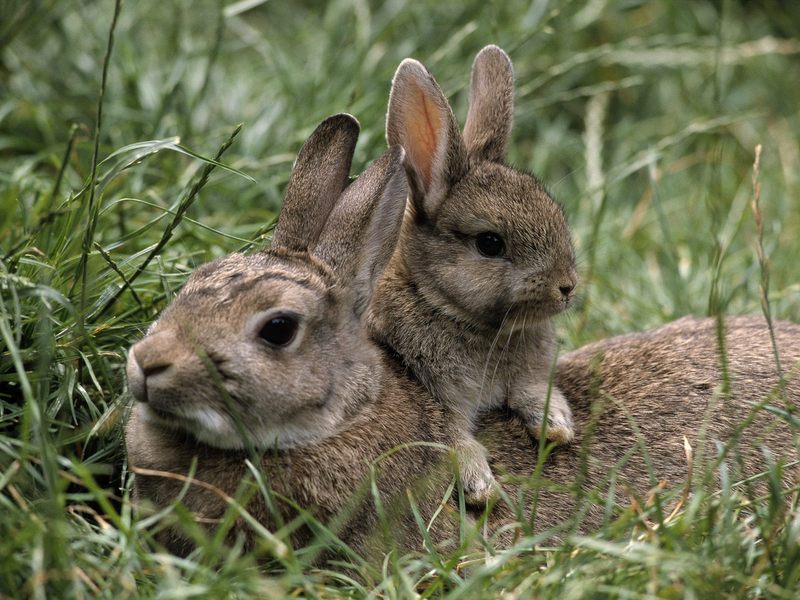 Mother and Young European Rabbits; DISPLAY FULL IMAGE.
