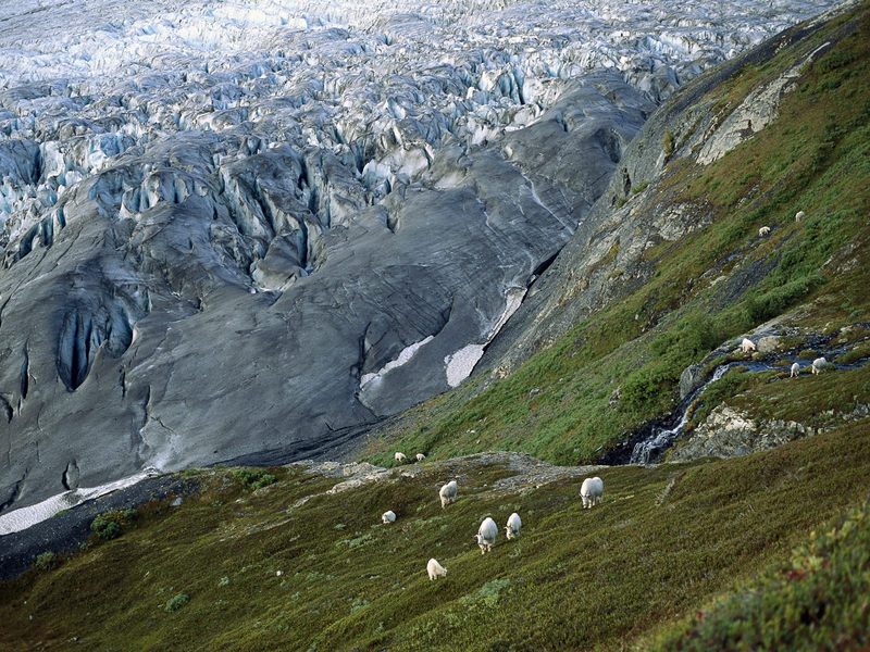 Mountain Goats, Kenai Fjords National Park, Alaska; DISPLAY FULL IMAGE.