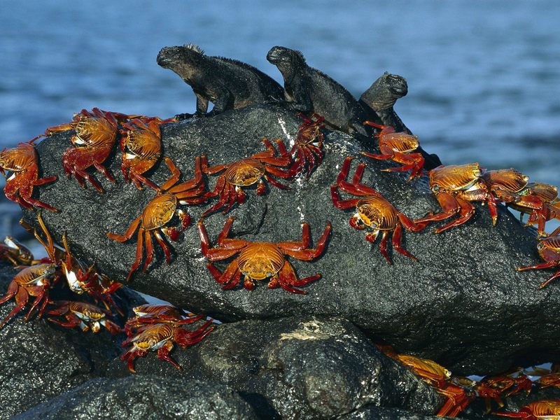 Sally-Lightfoot Crabs and Marine Iguanas; DISPLAY FULL IMAGE.