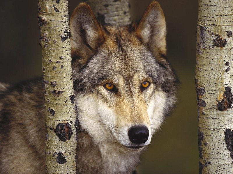 Watcher in the Woods, Grey Wolf; DISPLAY FULL IMAGE.