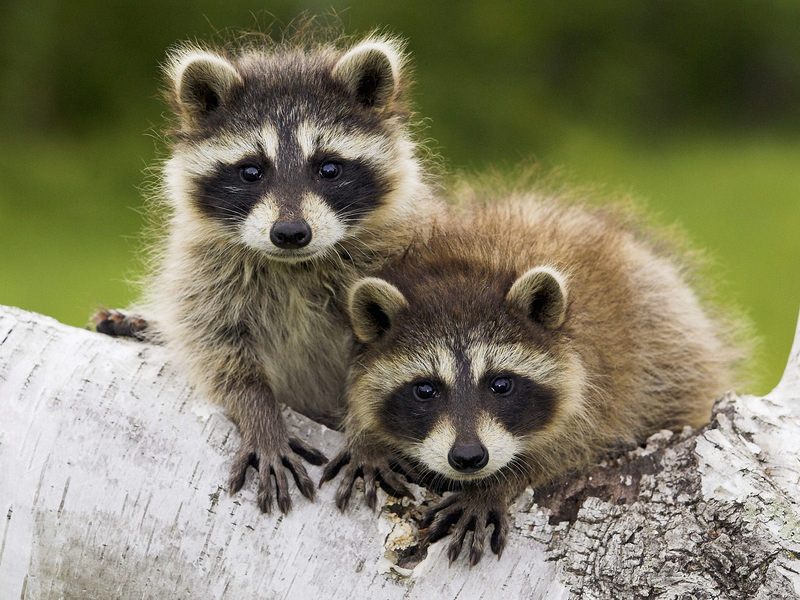 Young Raccoons, Minnesota, USA; DISPLAY FULL IMAGE.