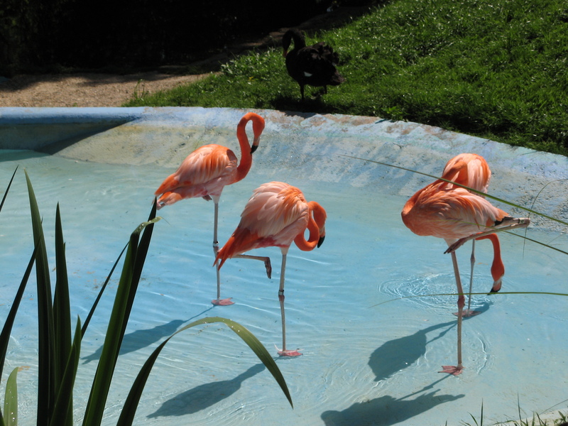Pink Flamingos; DISPLAY FULL IMAGE.