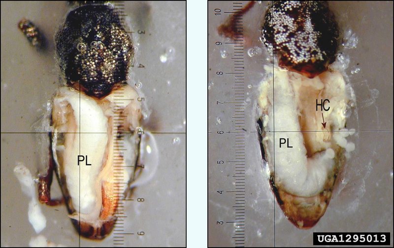Sitona Weevil Parasitoid Wasp (Microctonus aethiopoides) {!--들바구미기생벌-->; DISPLAY FULL IMAGE.