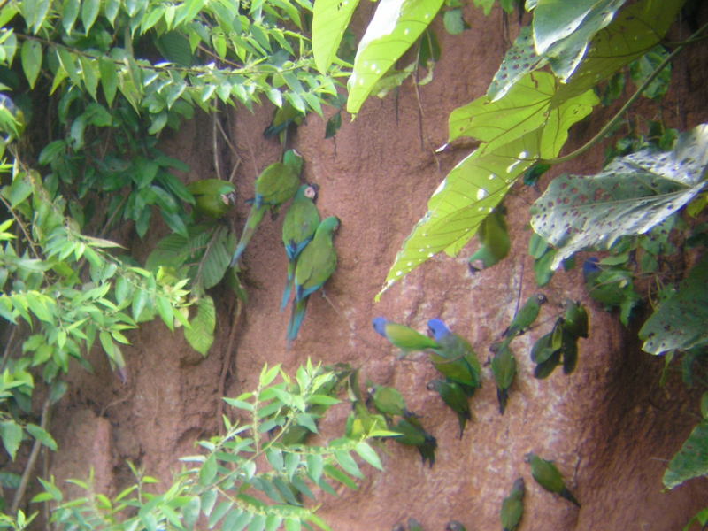 Papagayos y loros en Colpa TAMBOPATA PERU; DISPLAY FULL IMAGE.