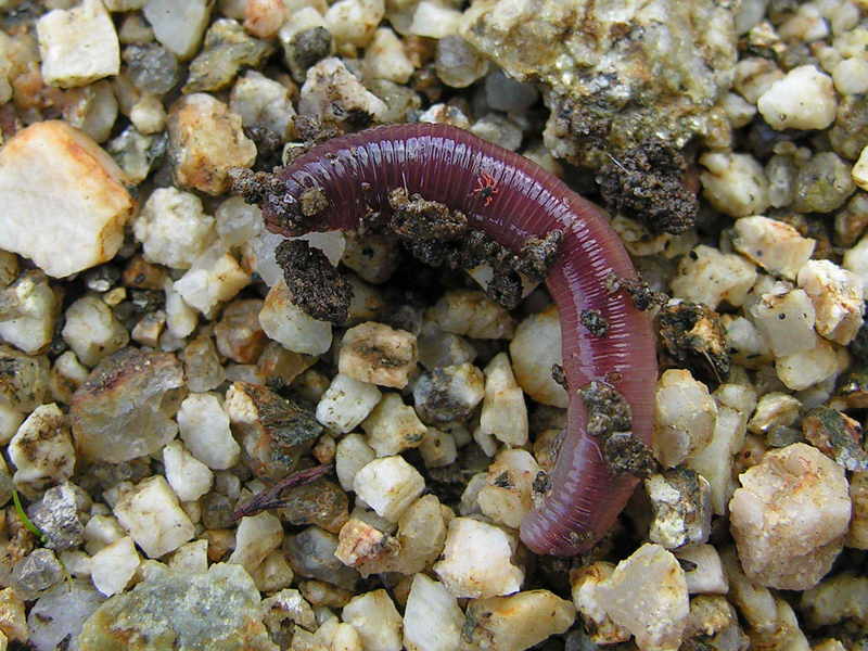 Earthworm, Mi??oca; DISPLAY FULL IMAGE.