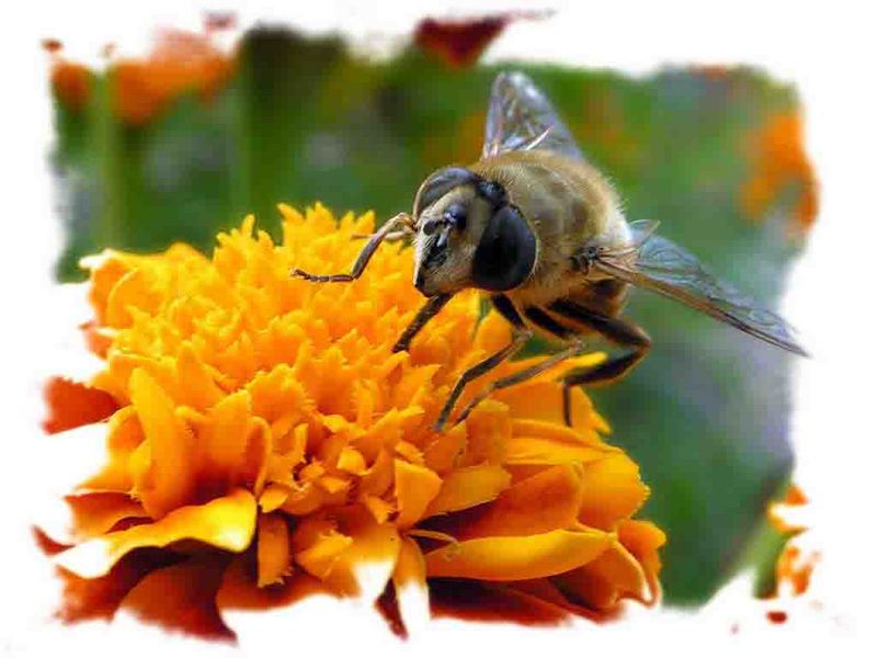 Bee; DISPLAY FULL IMAGE.