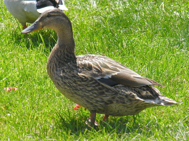 Pato femia. Duck female; DISPLAY FULL IMAGE.